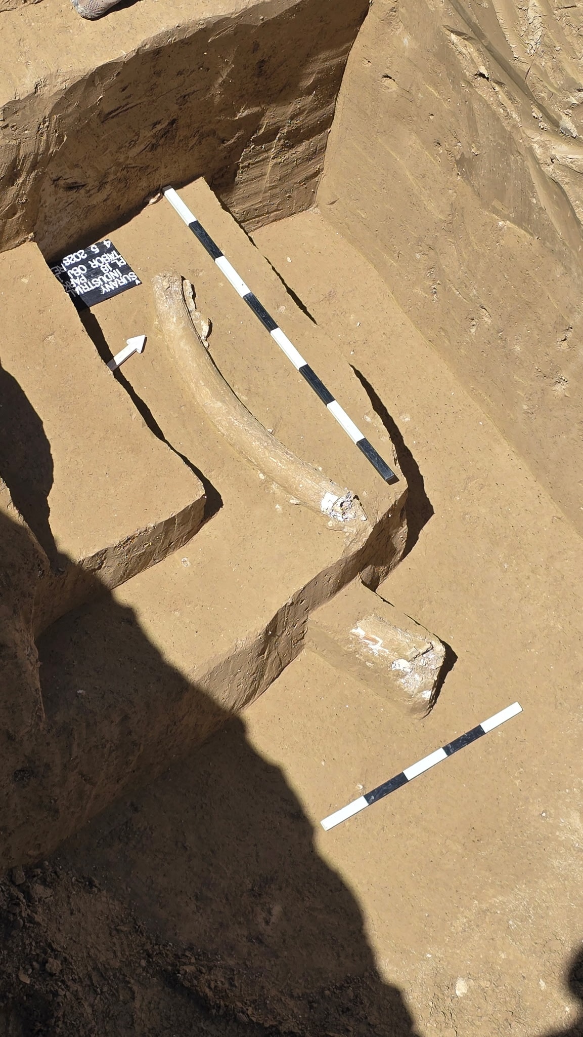 Mamut fragment